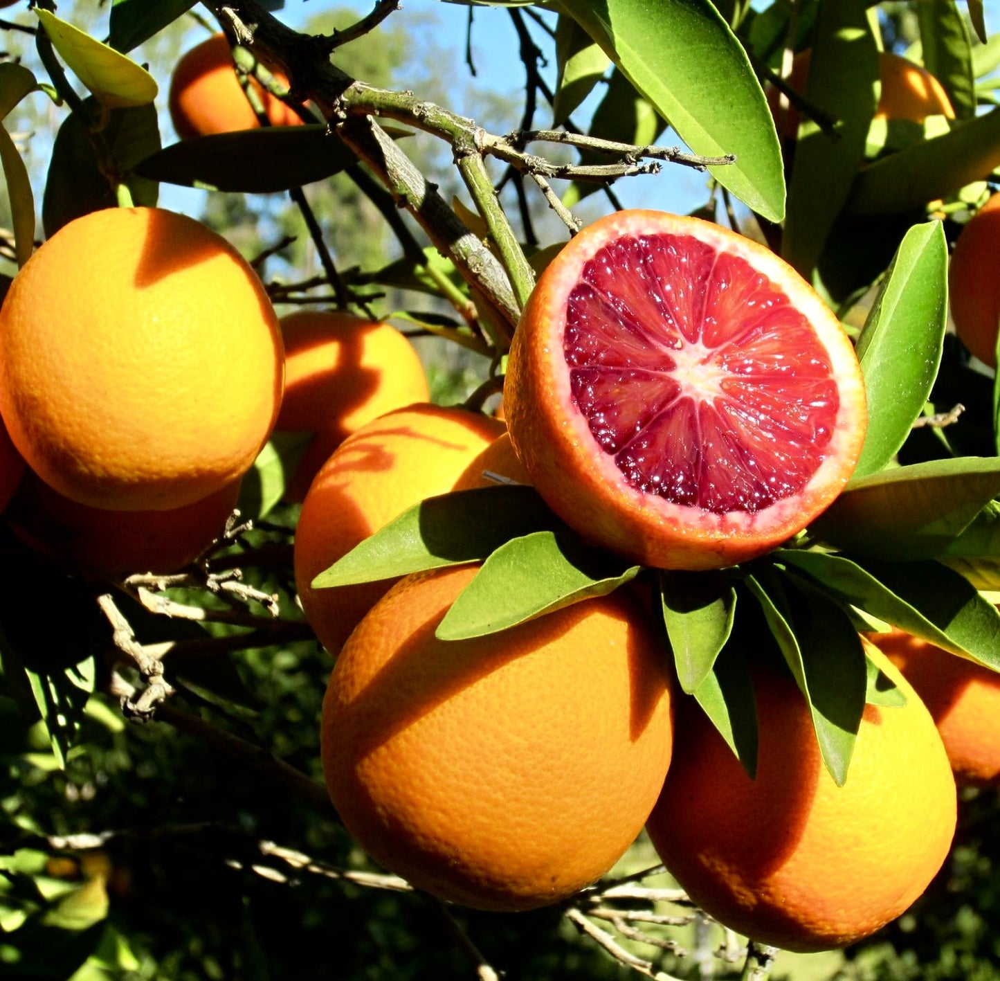 Arance dolci mature di Citrus sinensis cv 'Moro' con polpa rossa vivace e foglie verdi lucide sul ramo
