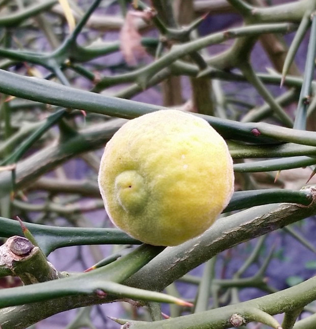 Primo piano di rami spinosi di Citrus trifoliata con frutti gialli pelosi e steli verdi