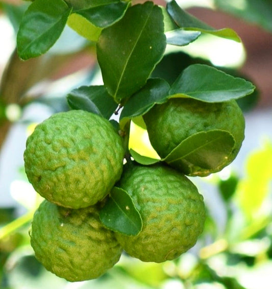Gruppo di frutti verdi rugosi di Citrus × bergamia con foglie lucide sul ramo