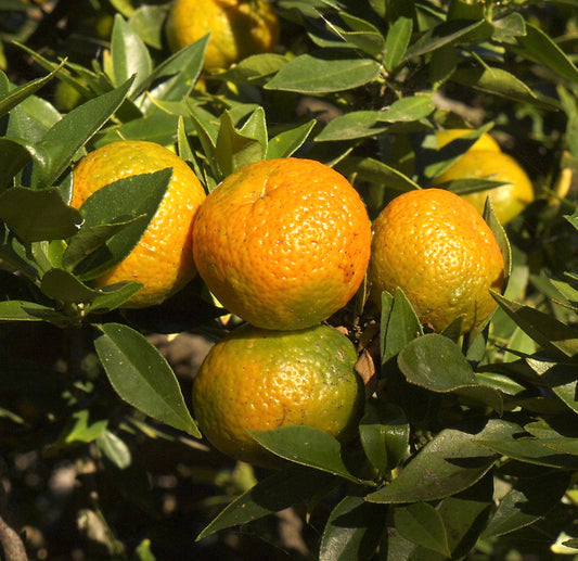 Frutti maturi e strutturati di Citrus x myrtifolia con foglie verdi lucide sul cespuglio