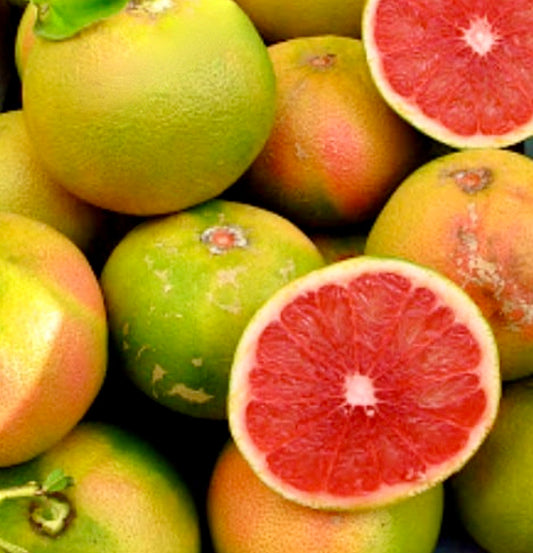 Frutti maturi di Citrus × paradisi (pompelmo) con buccia verde-giallastra e polpa rosa vivace tagliati a metà
