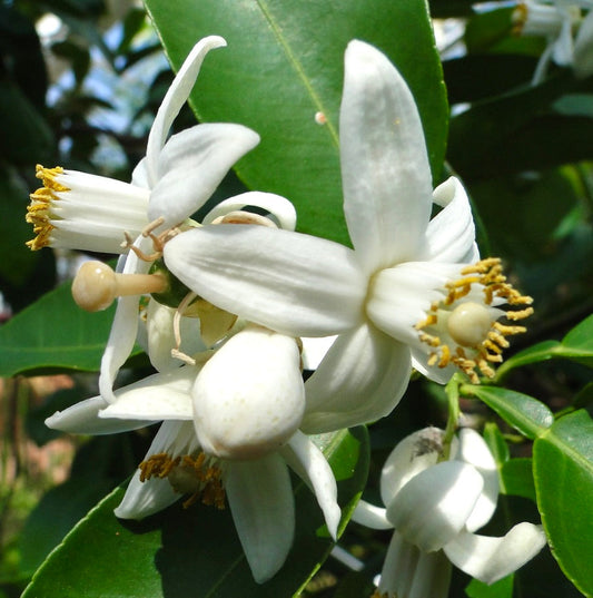 Fiori fragranti bianchi del Citrus × paradisi white grapefruit con stami gialli e foglie verdi