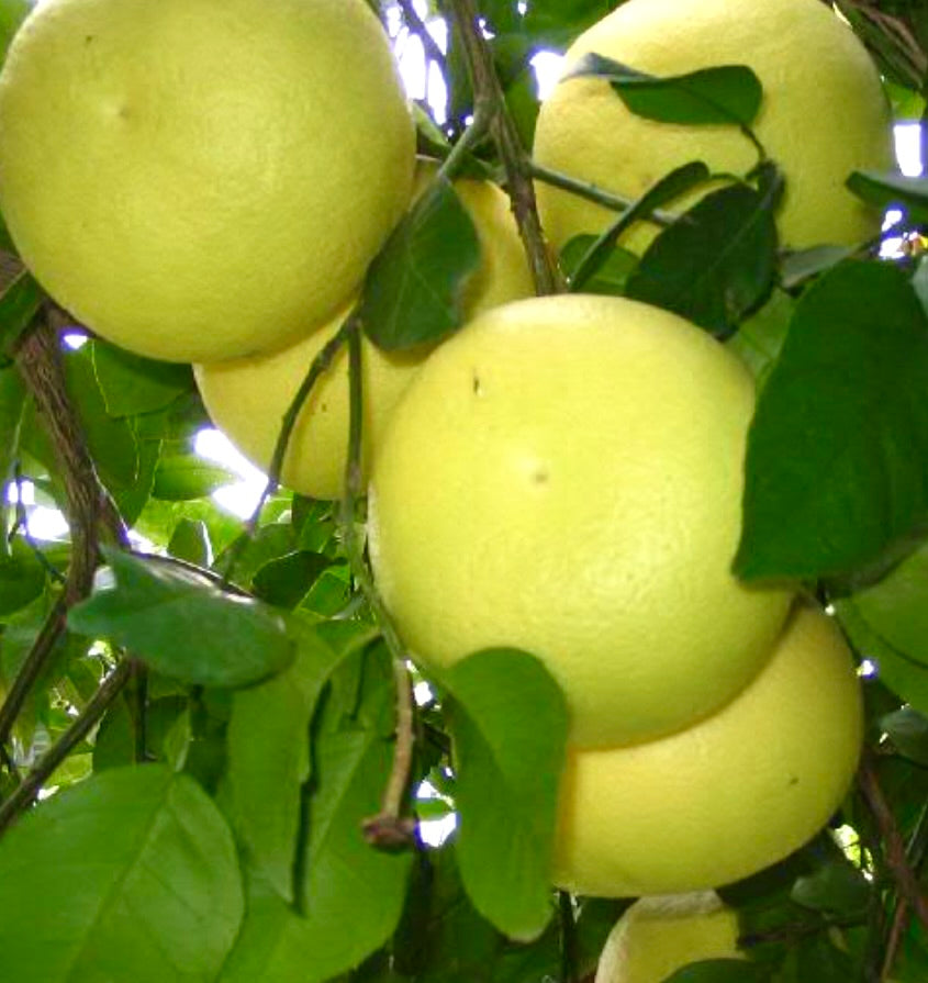 Citrus × paradisi WHITE GRAPEFRUIT | Grapefruit | Pomelo
