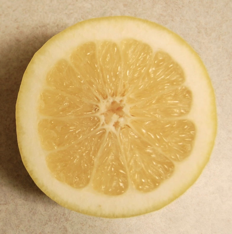 Citrus × paradisi WHITE GRAPEFRUIT | Grapefruit | Pomelo