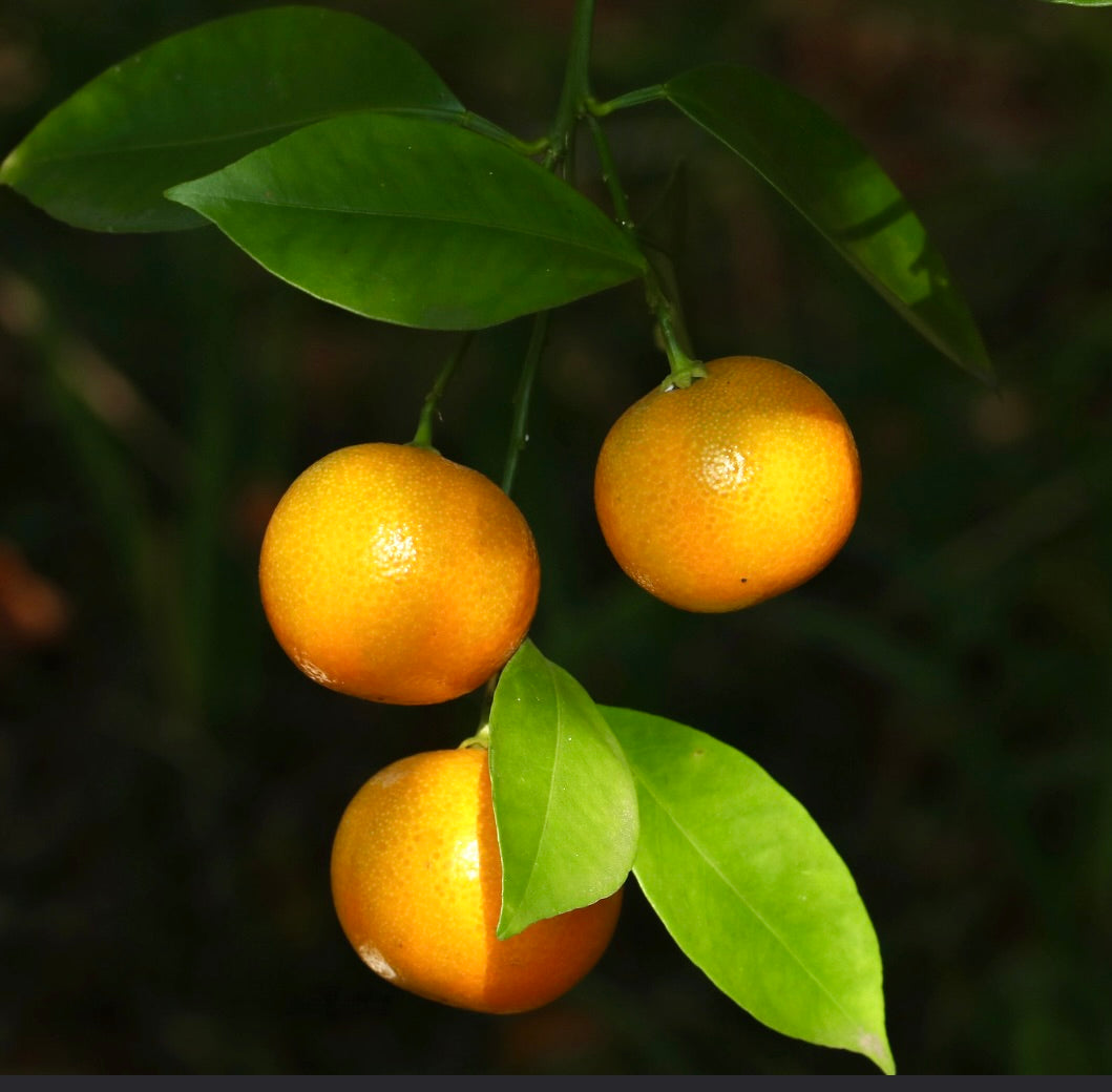 Frutti arancioni maturi di Citrus × tachibana con foglie verdi lucide su ramo