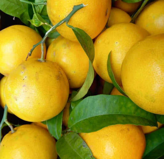 Frutti maturi gialli di Citrus × tangelo con foglie verdi, ibrido di agrumi fresco a primo piano