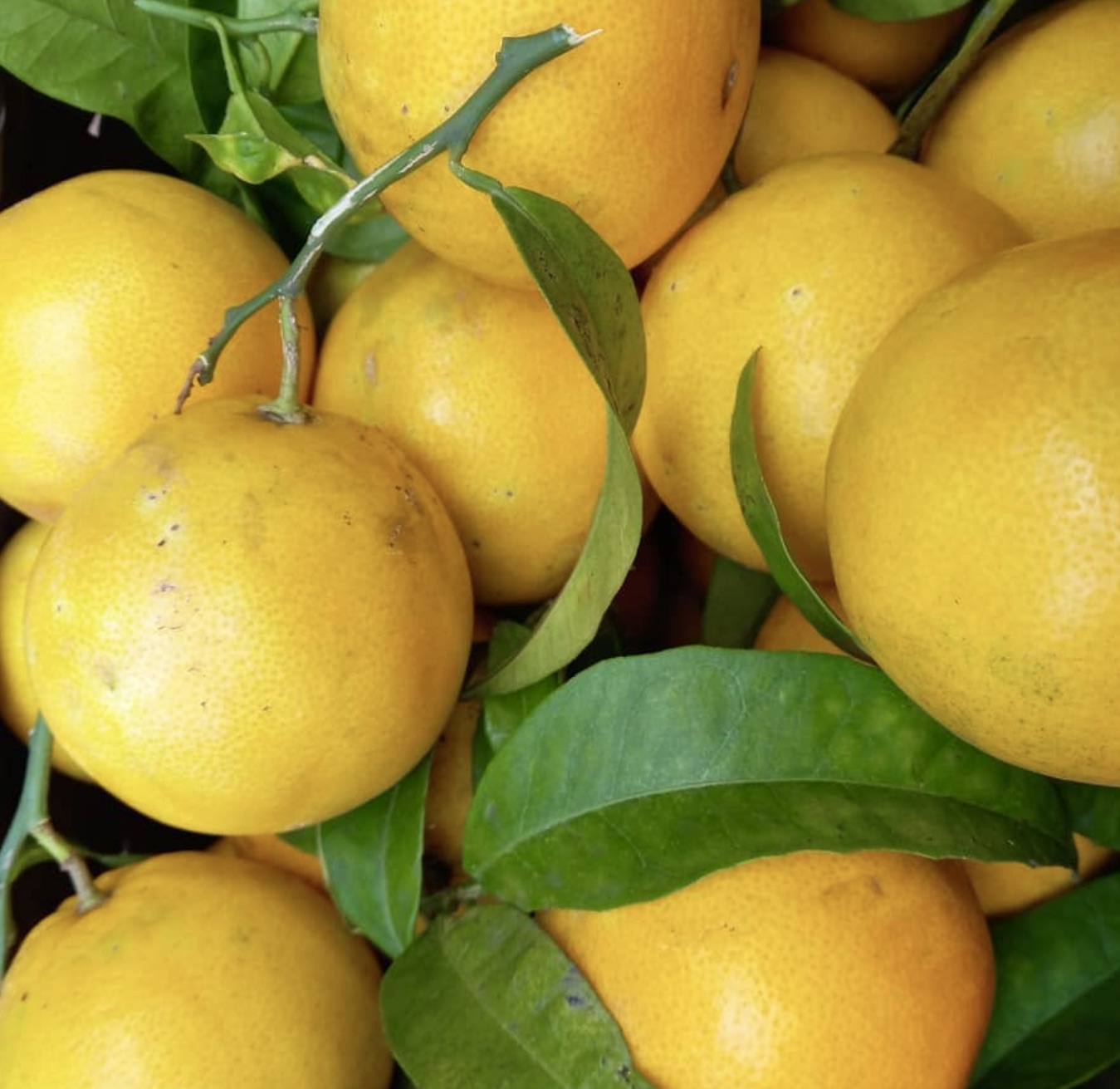 Citrus × tangelo MAPO agrumi gialli maturi con foglie verdi in primo piano