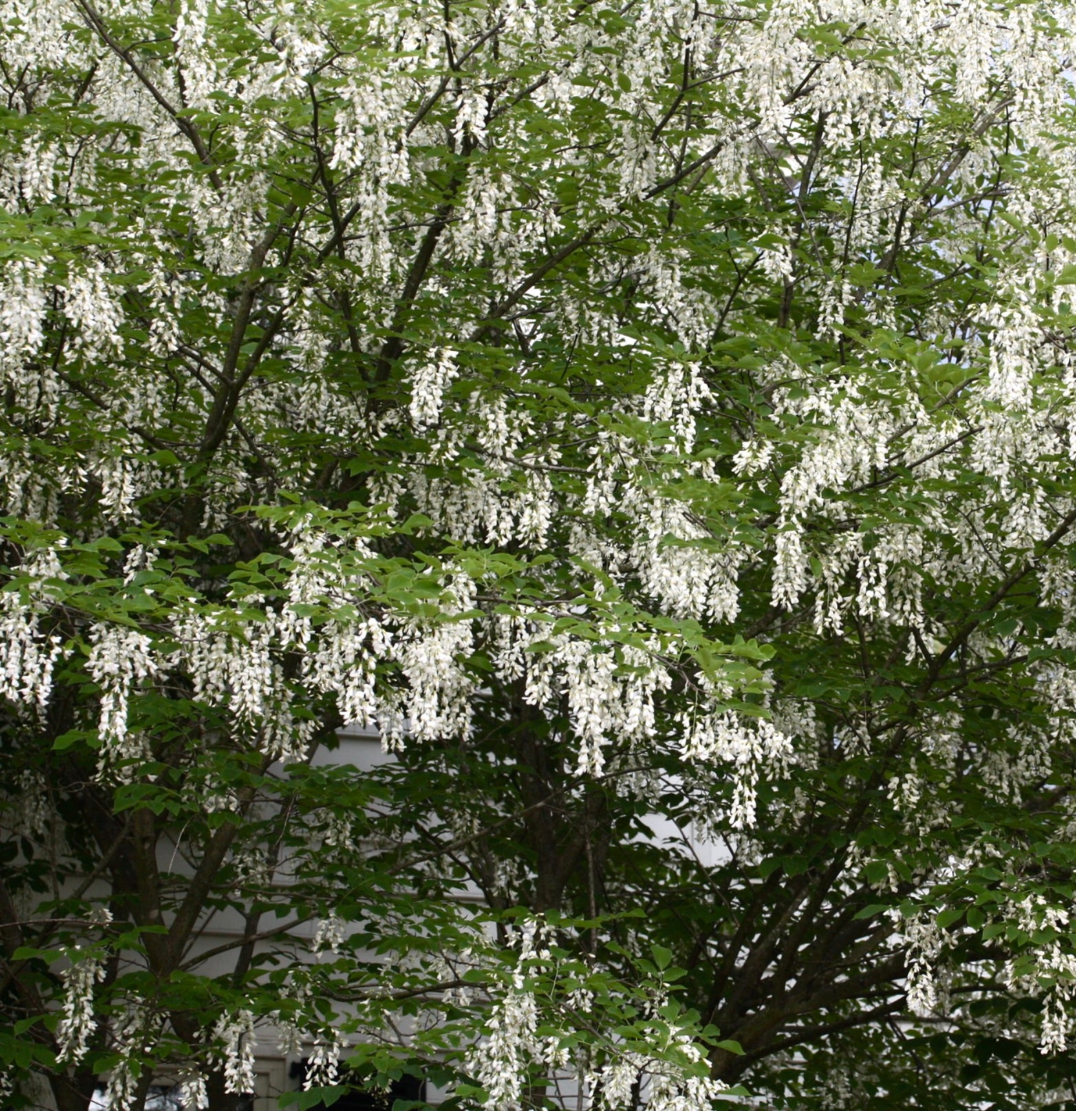 Cladrastis kentukea tree with abundant hanging white flower clusters and green leaves