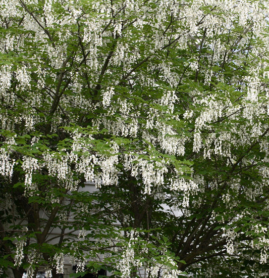 Cladrastis kentukea tree with abundant hanging white flower clusters and green leaves