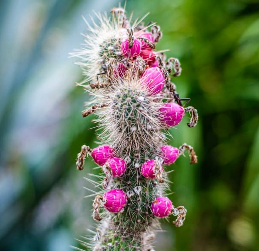Cactus Cleistocactus baumannii con boccioli rosa acceso e spine bianche fitte