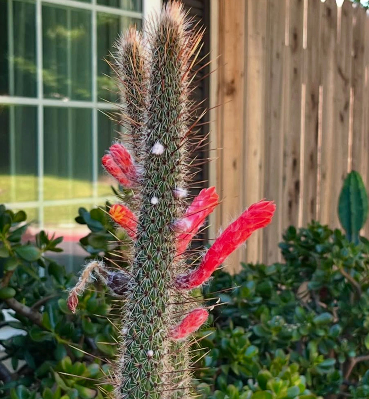 Cactus Cleistocactus bruneispinus con fiori tubolari rossi e spine dense all'aperto