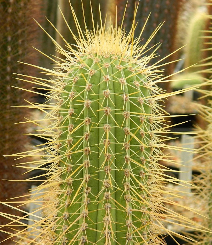 Cleistocactus ipotanus green cactus with dense long yellow spines close-up
