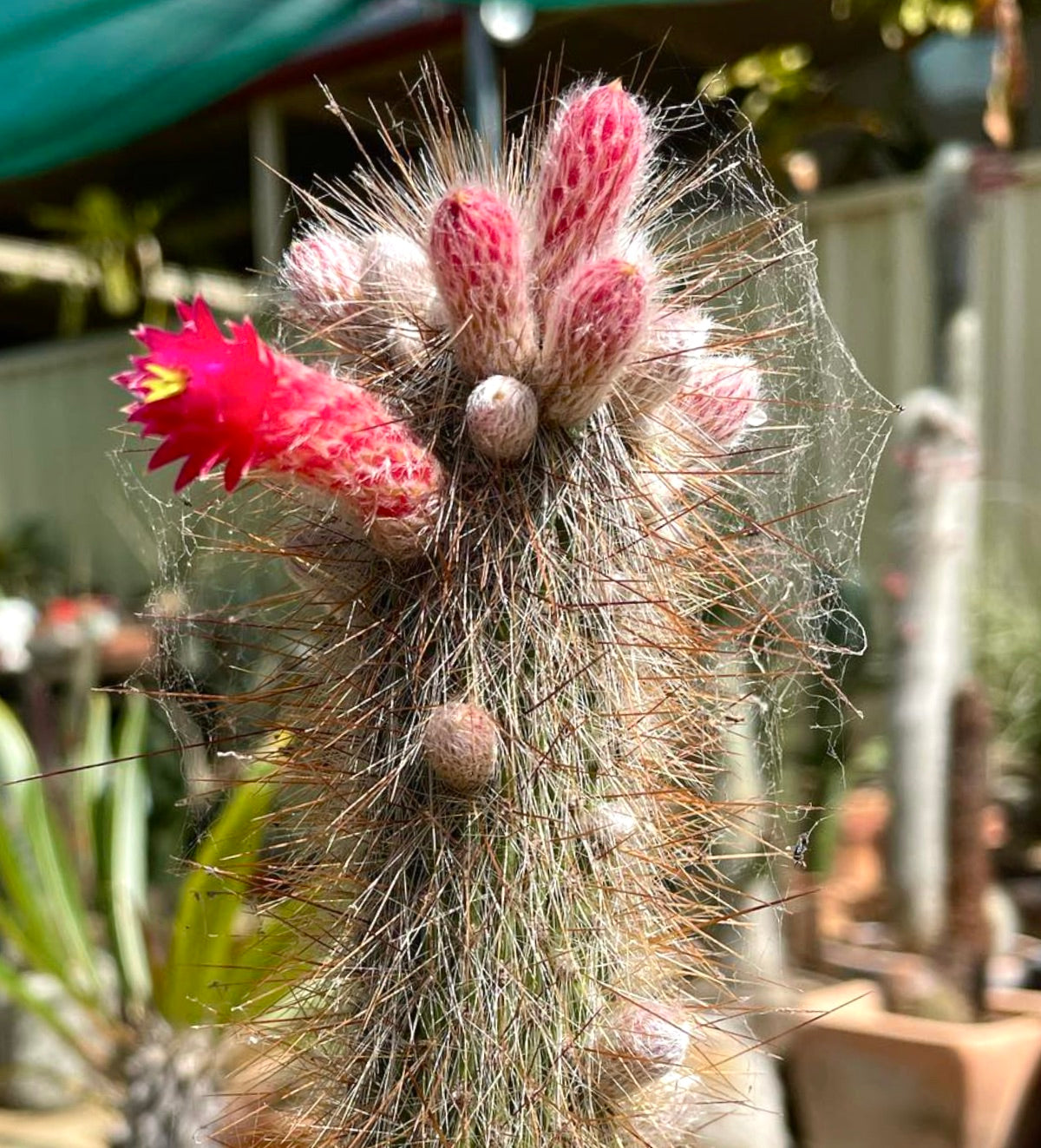 Cleistocactus jujuyensis cactus with pink flower buds and spiny stem in outdoor setting