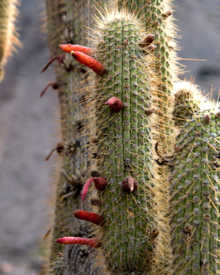 Cleistocactus luribayensis rare cactus with green cylindrical stems and red tubular flowers