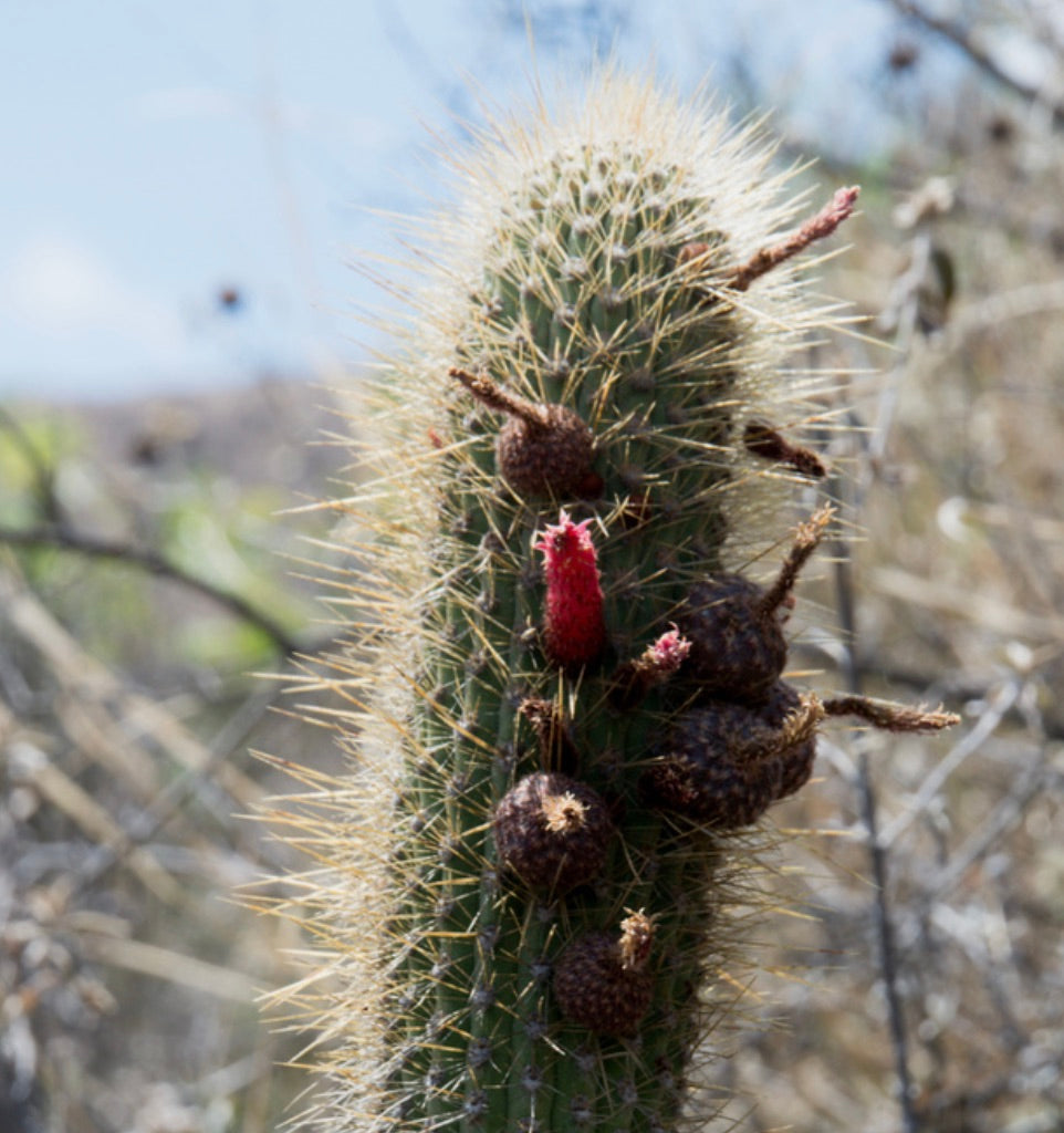 Cleistocactus luribayensis tall spiny cactus with red fruit in natural habitat