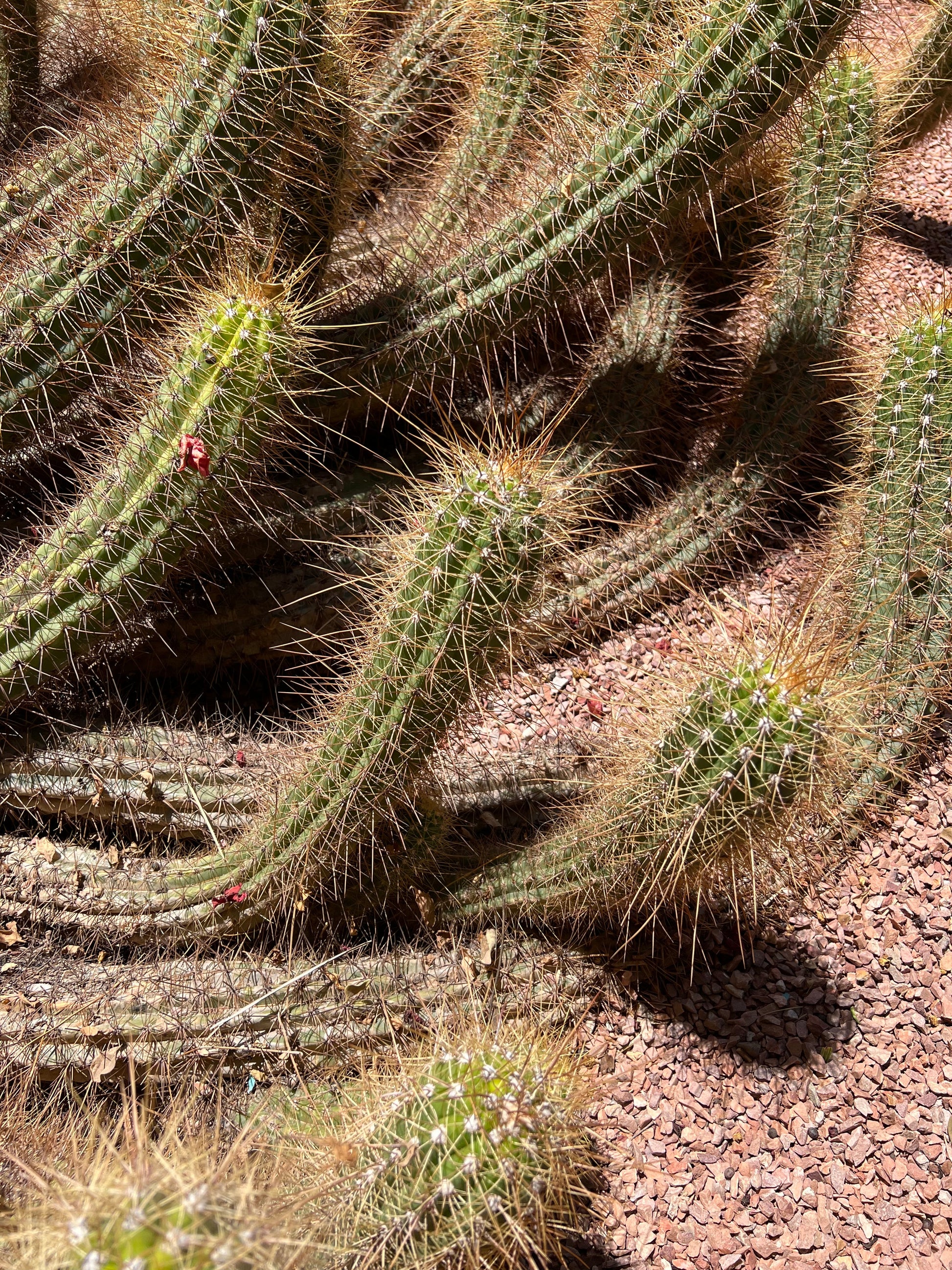 Cleistocactus margaretanus spiny green cactus stems with golden brown spines on rocky soil