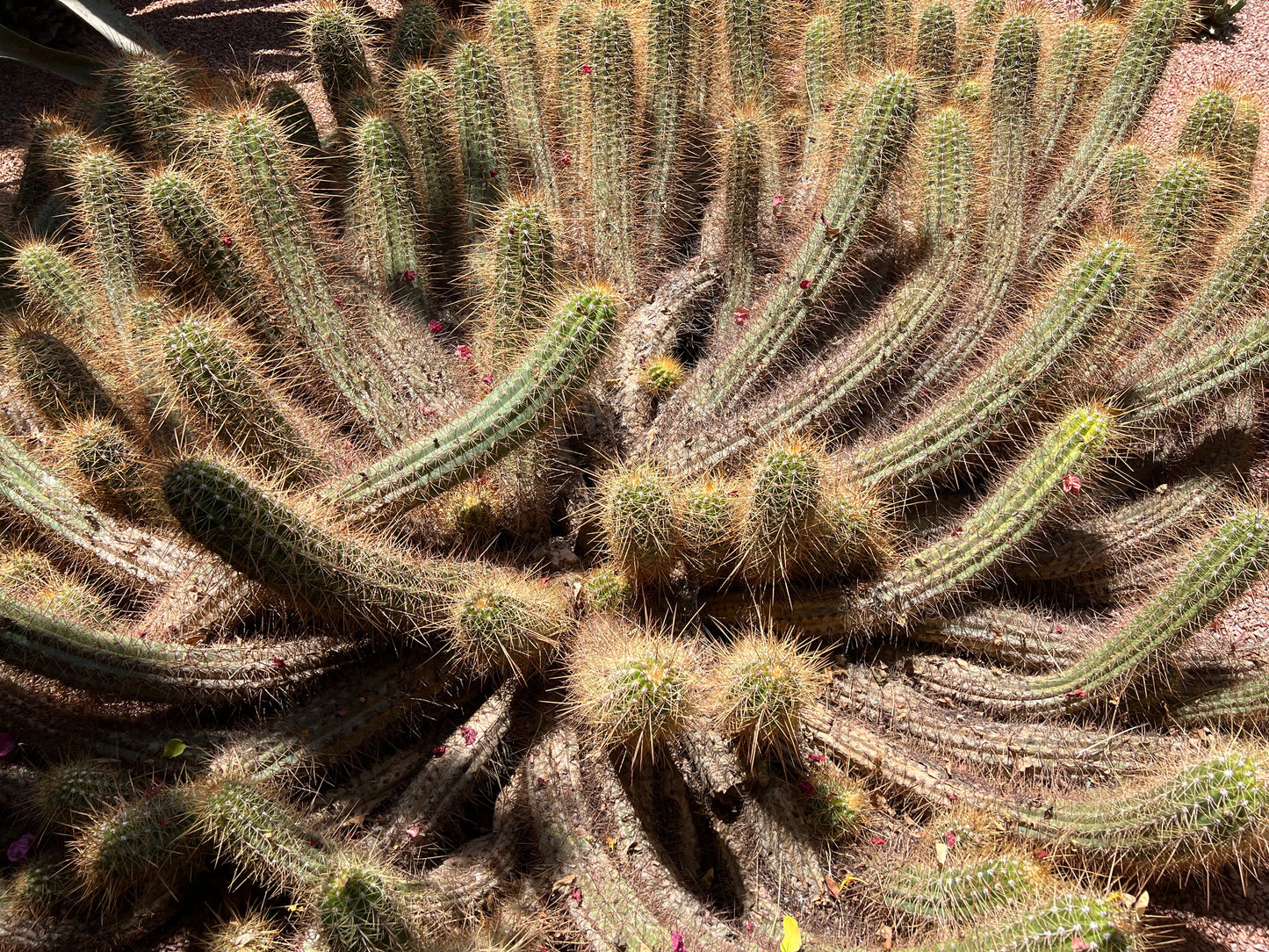 Cleistocactus margaretanus rare spiny cactus with elongated stems and small red buds