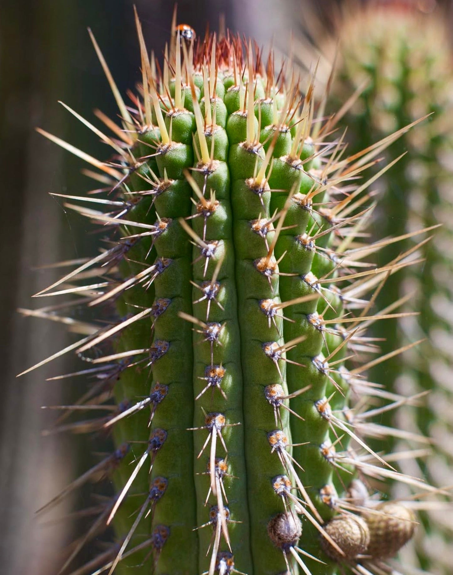 Cleistocactus morawetzianus cactus verde con lunghe spine appuntite primo piano esemplare succulento