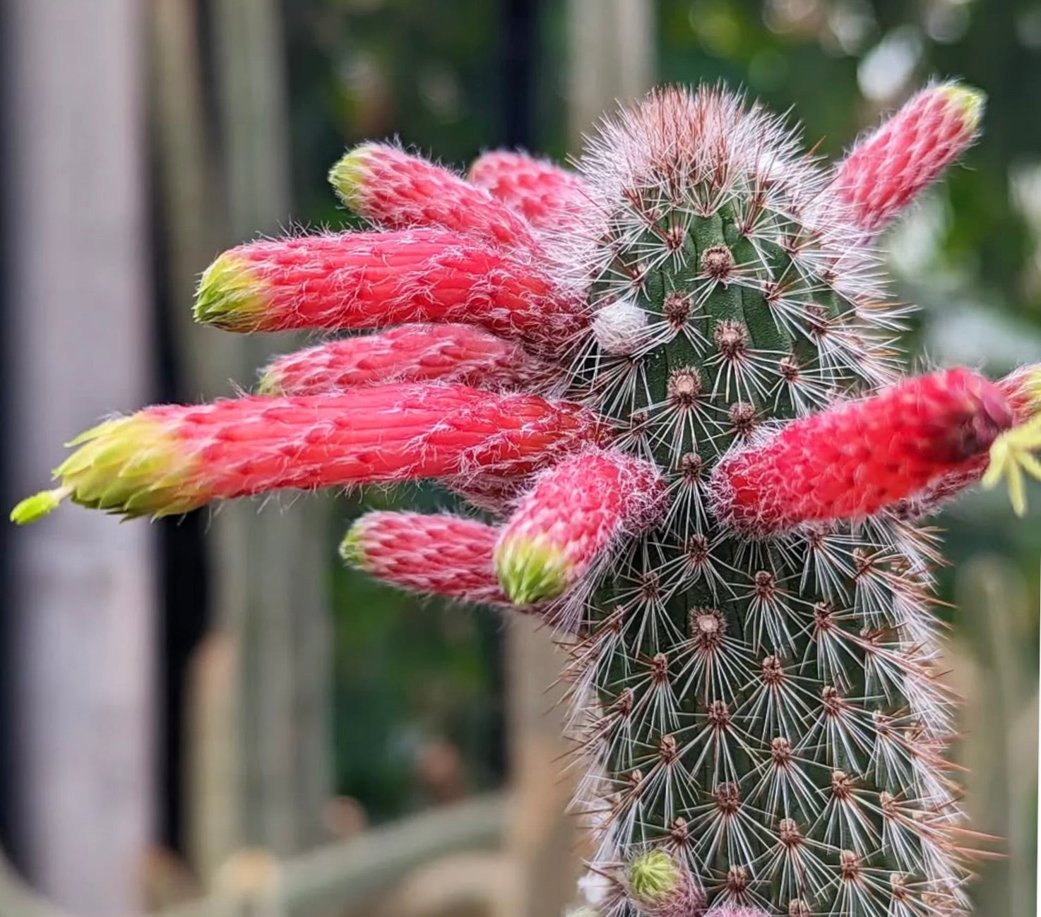 Cleistocactus smaragdiflorus cactus con vibranti fiori tubolari rossi e spine bianche fitte