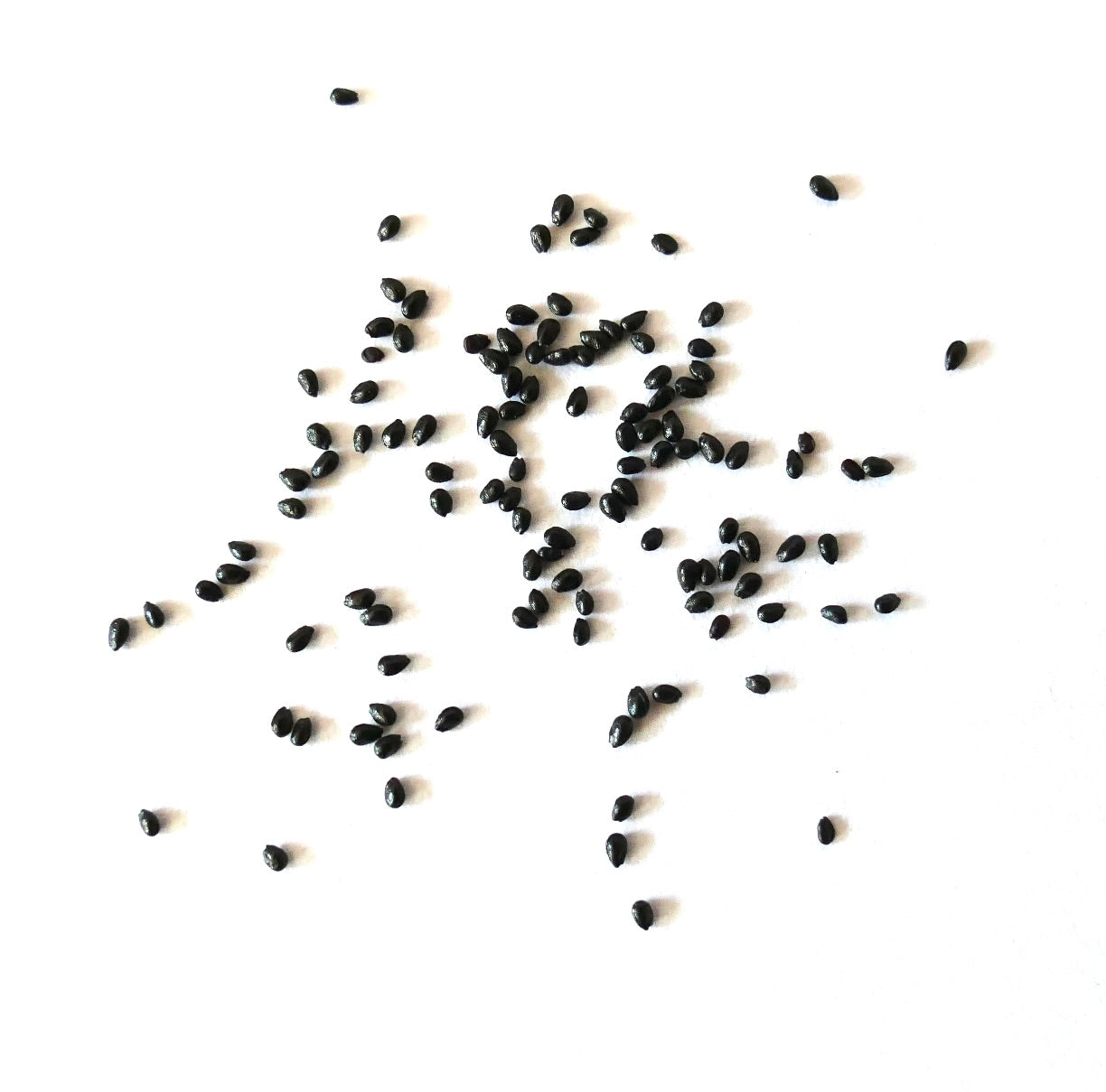 Cleistocactus strausii small black seeds scattered on white background