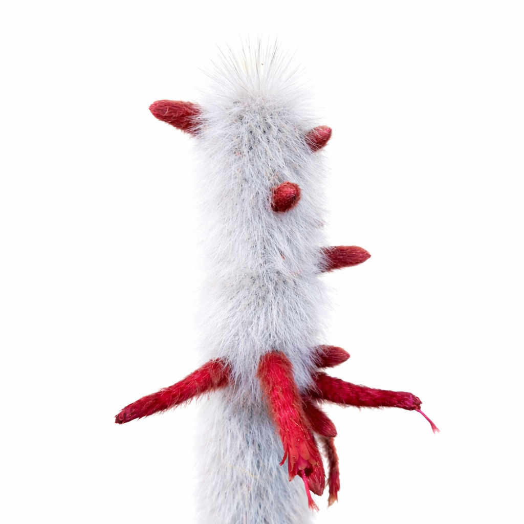 Cactus Cleistocactus strausii con spine pelose bianche e gemme floreali rosse, primo piano
