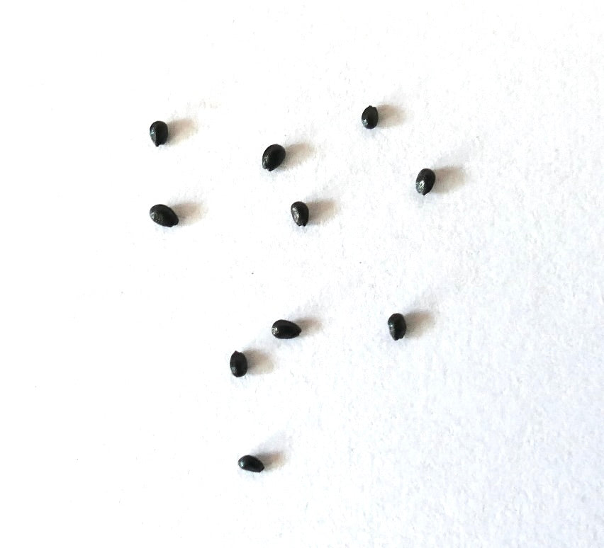 Cleistocactus strausii black cactus seeds on white background for planting