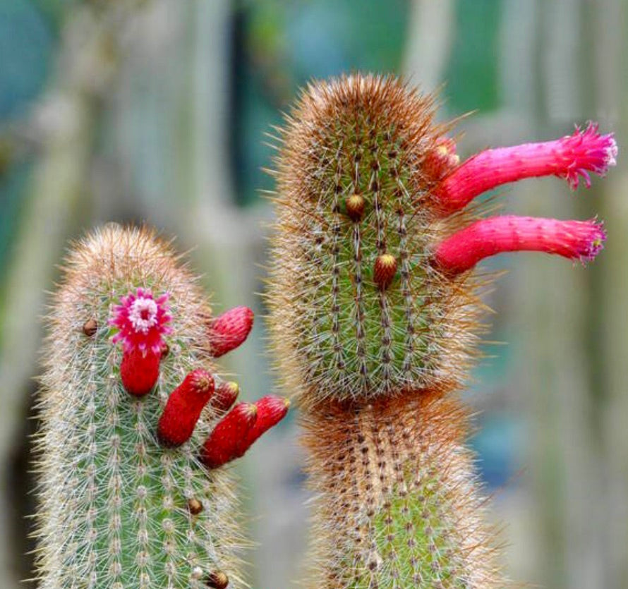 Cleistocactus tarijensis cactus with bright red tubular flowers and dense spines