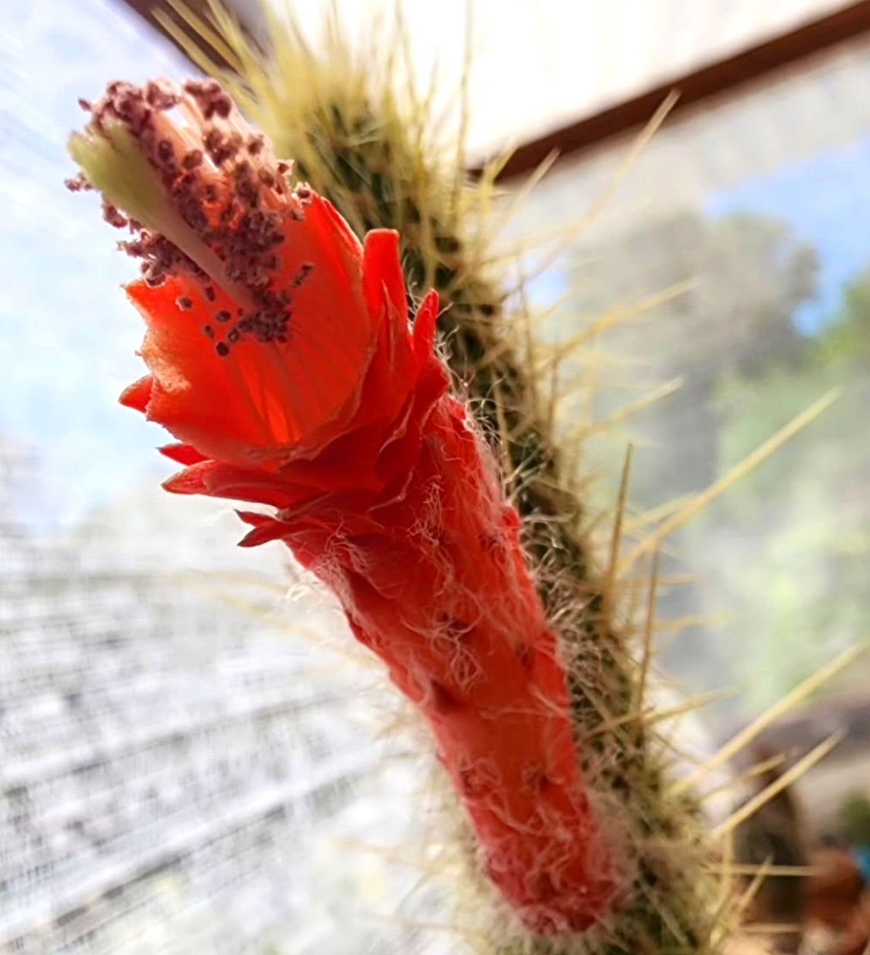 Cleistocactus variispinus cactus with vibrant red tubular flower and sharp yellow spines