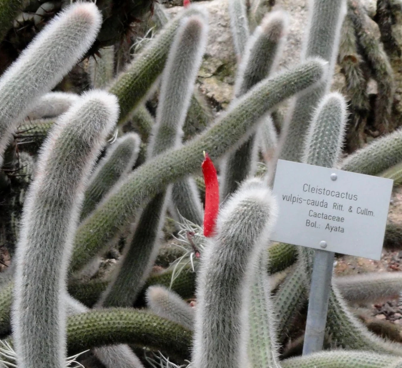 Cleistocactus vulpis-cauda tall fuzzy cactus stems with bright red tubular flower in botanical garden