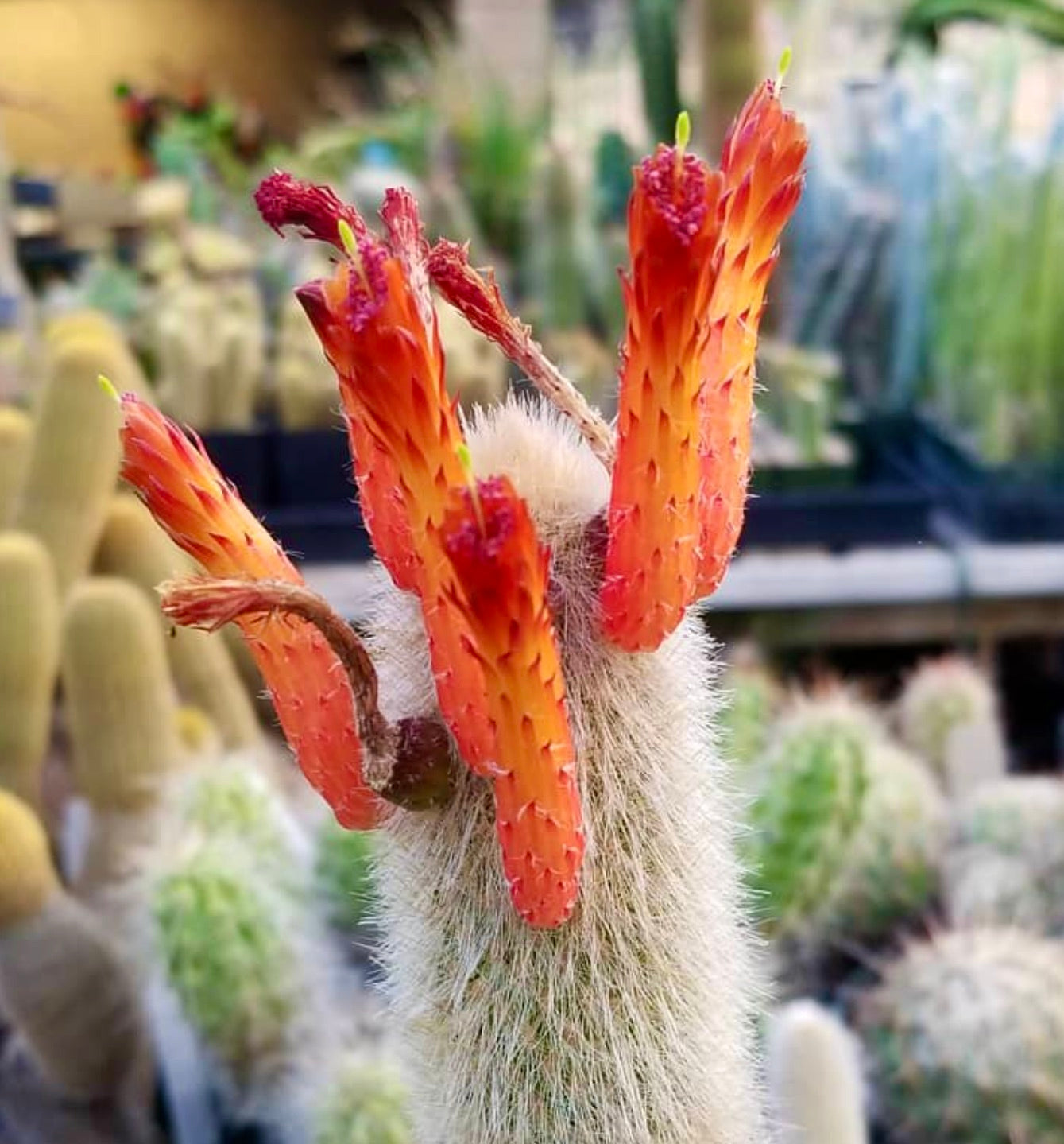 Cleistocactus wendlandiorum cactus with vibrant orange tubular flowers and dense white spines