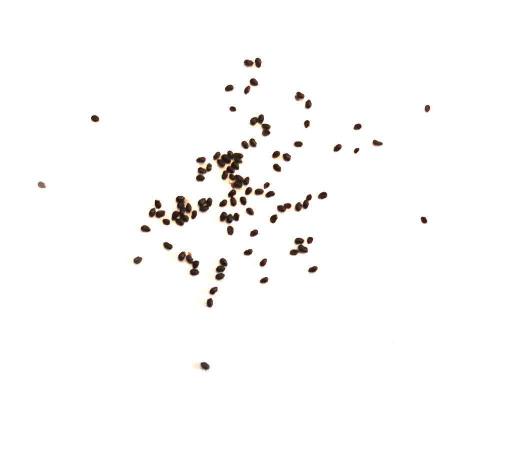 Cleistocactus wendlandiorum small dark cactus seeds scattered on white background