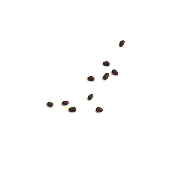 Cleistocactus wendlandiorum cactus seeds scattered on white background