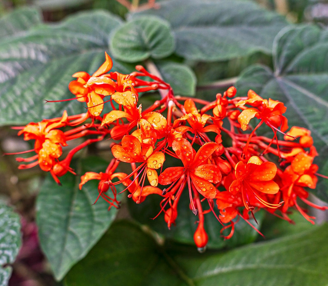 Fiori arancione brillante raggruppati di Clerodendrum speciosissimum con foglie verdi testurizzate e gocce d'acqua