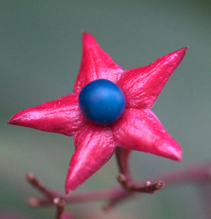 Clerodendrum trichotomum | Harlequin glorybower | Peanut butter tree