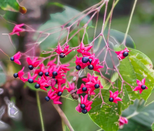 Clerodendrum trichotomum fiori a stella di colore rosso brillante con bacche blu scuro e foglie verdi
