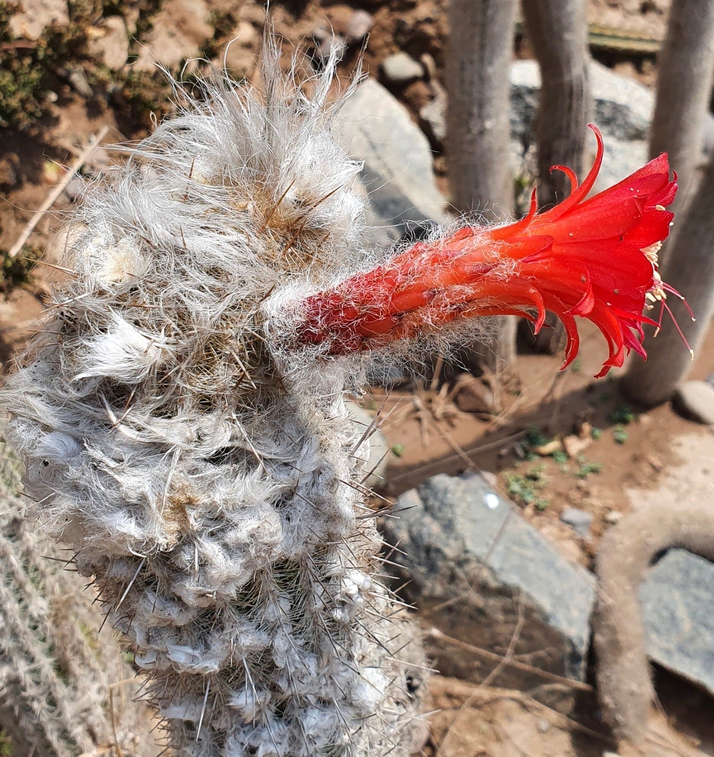Clistanthocereus hoffmannianus cactus with dense white wool and vibrant red tubular flower