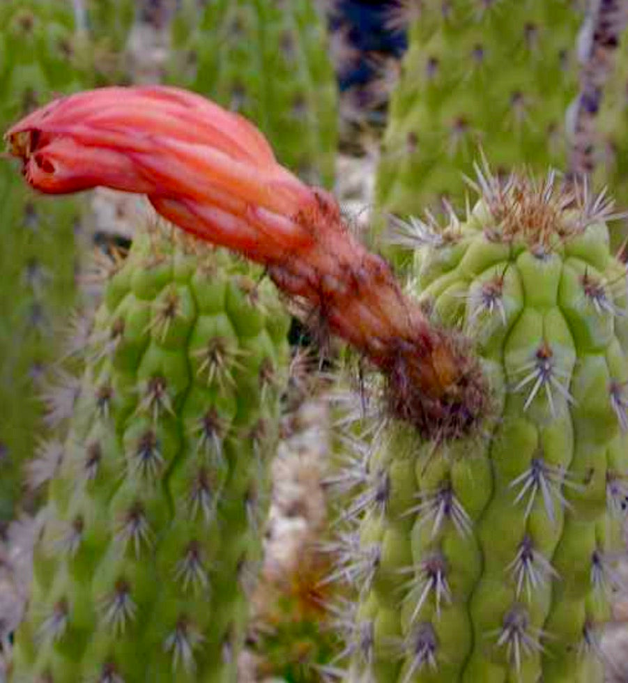 Clistanthocereus tessellatus cactus con bocciolo di fiore arancione allungato e steli verdi spinosi