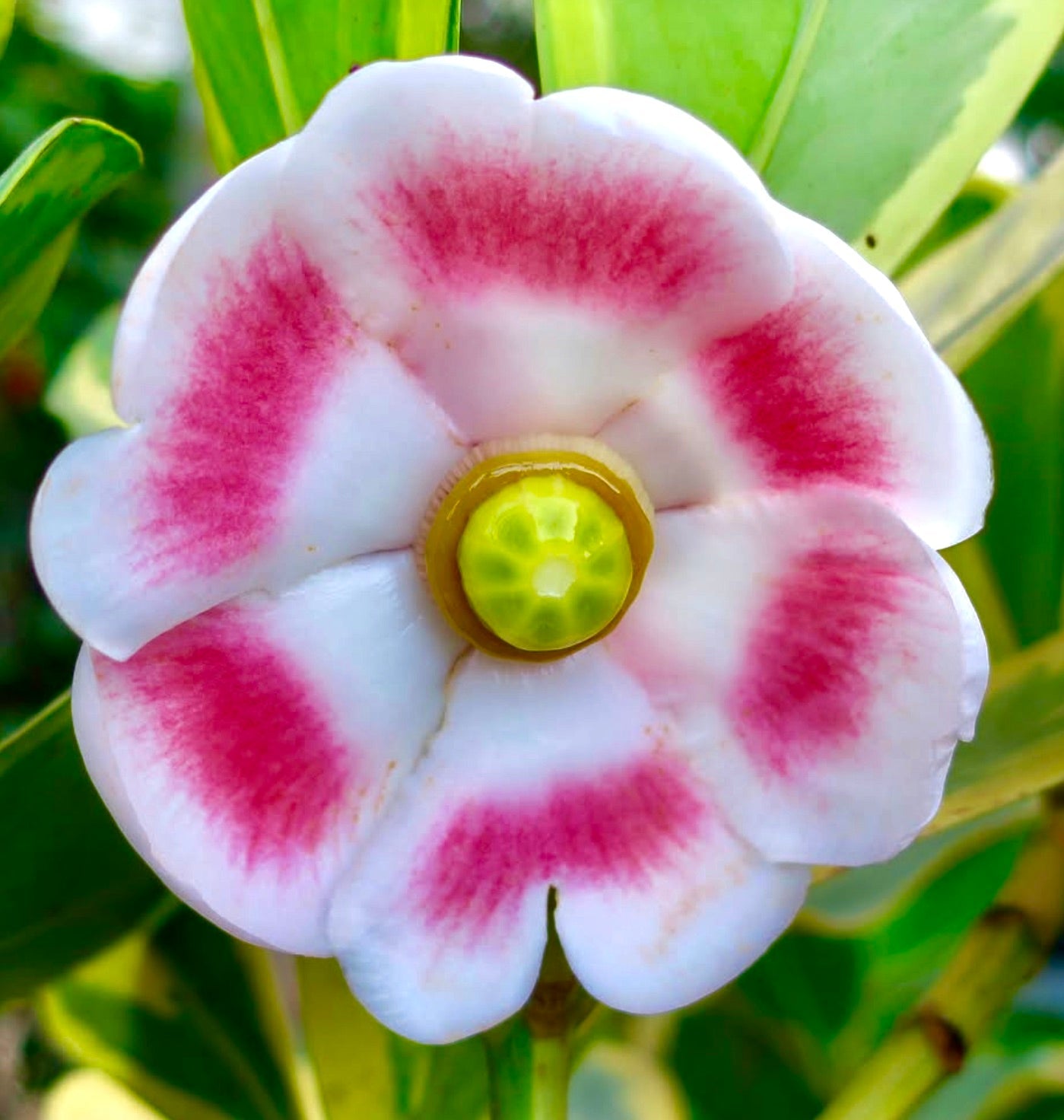 Clusia rosea large white and pink flower with green center and glossy leaves