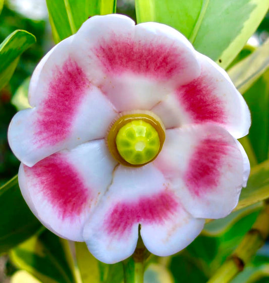 Clusia rosea grande fiore bianco e rosa con centro verde e foglie lucide