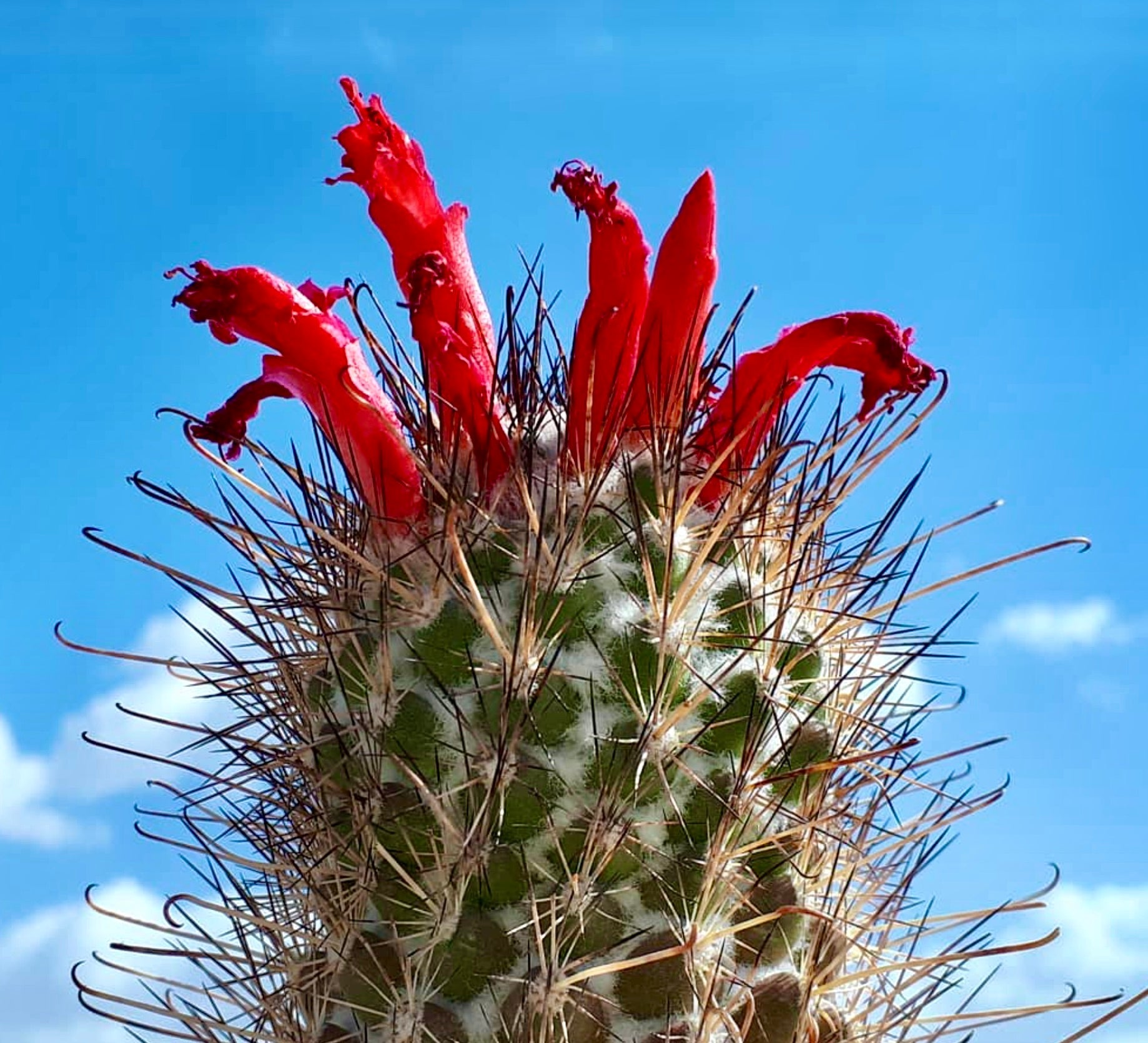 Cochemiea maritima cactus with bright red tubular flowers and long spines against blue sky