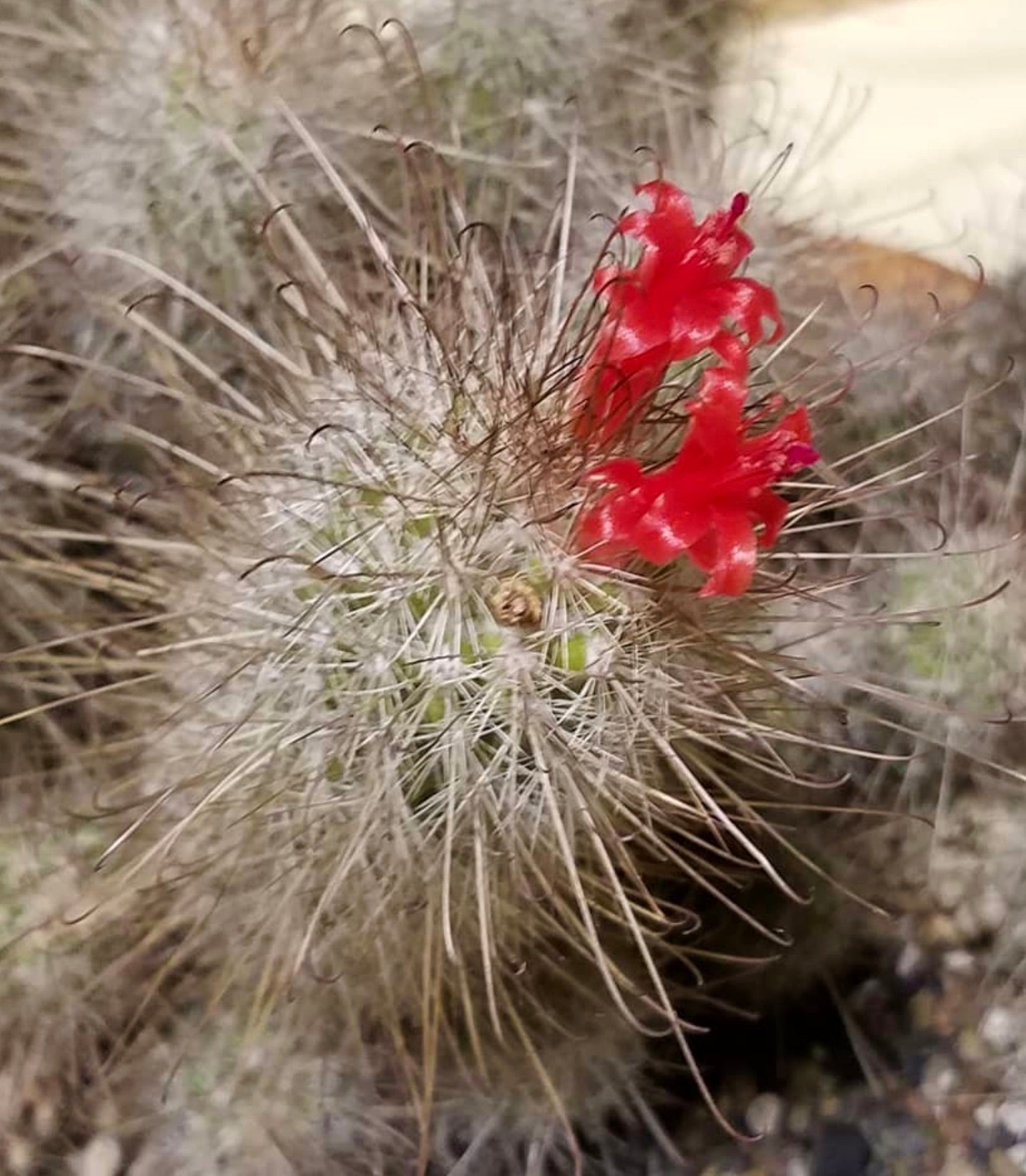 Cactus Cochemiea pondii con spine sottili e fiori di un rosso brillante in primo piano
