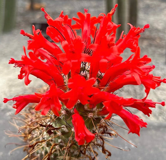 Cactus Cochemiea poselgeri con vibranti fiori tubolari rossi e spine appuntite