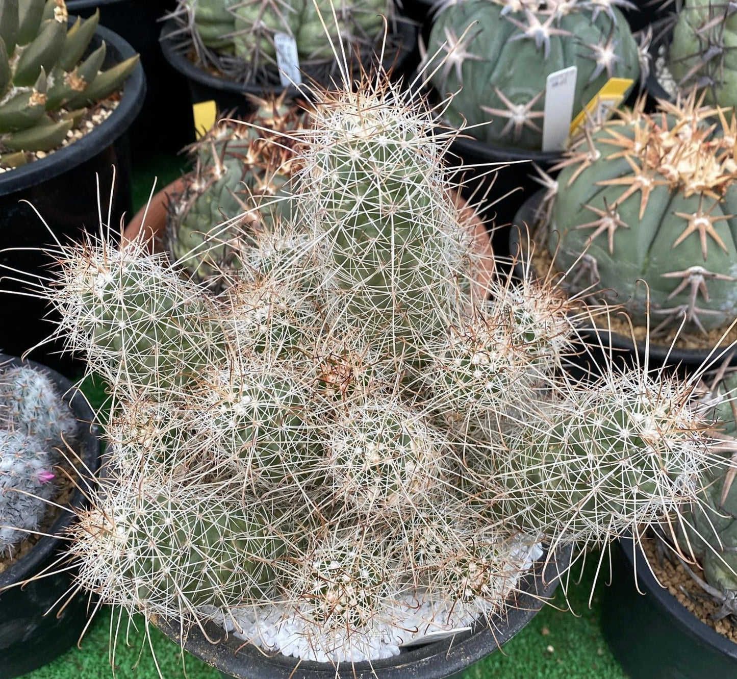 Cochemiea setispina cluster of green cacti with dense white and brown spines in black pot