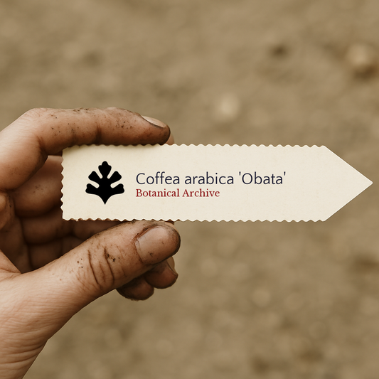 Printed plant label for Coffea arabica 'Obata' held by a hand with soil stains