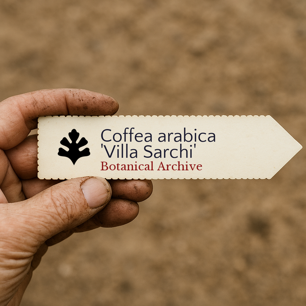 Printed plant label for Coffea arabica 'Villa Sarchi' held by dirty hand outdoors