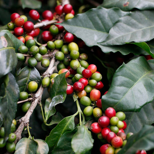 Coffea arabica ripe and unripe coffee cherries on glossy green leaves