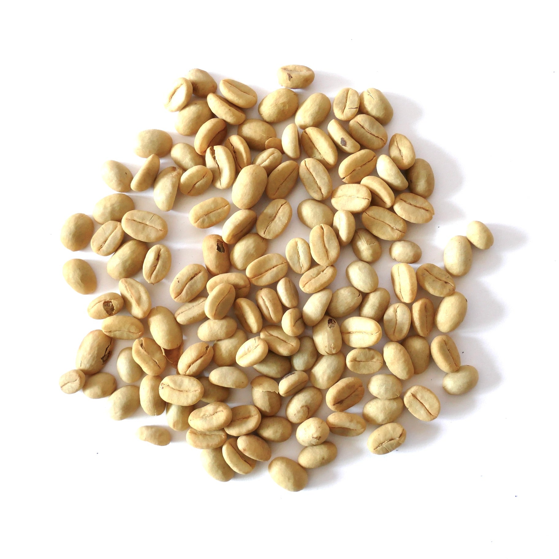 Semi di caffè crudo Coffea arabica 'Castillo' sparsi su sfondo bianco