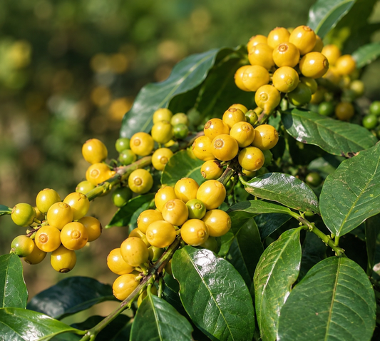 Coffea arabica 'Obata' with clusters of ripe yellow coffee cherries and glossy green leaves