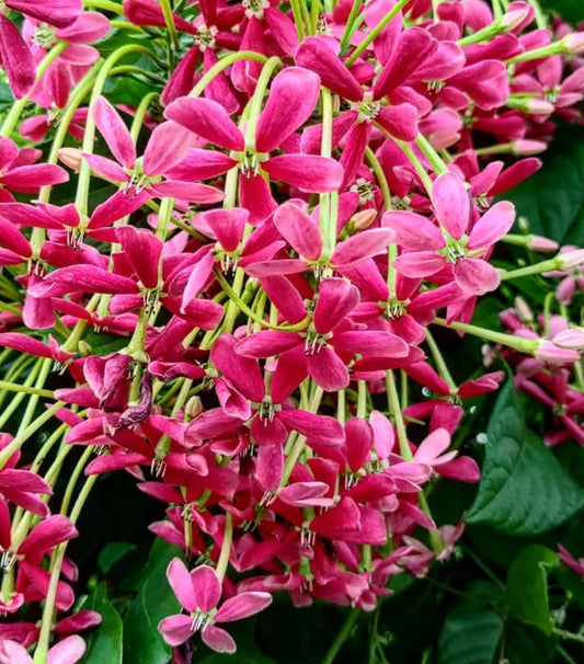 I fiori tubolari rosa vibrante di Combretum indicum con foglie verdi rigogliose che sbocciano abbondantemente