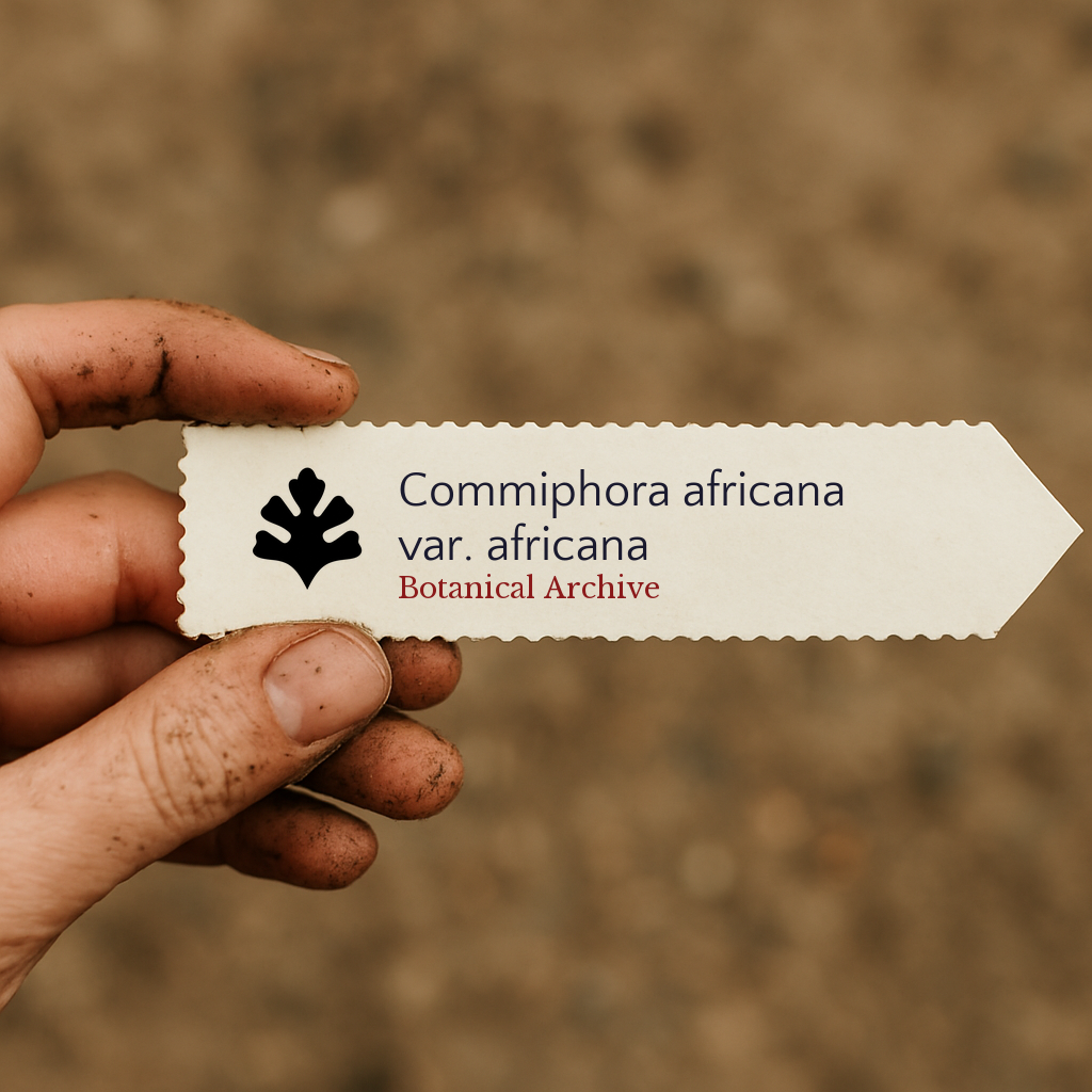 Etichetta stampata per pianta di Commiphora africana var. africana tenuta da mano sporca all'aperto